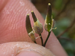 Draba stenoloba