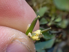 Draba stenoloba