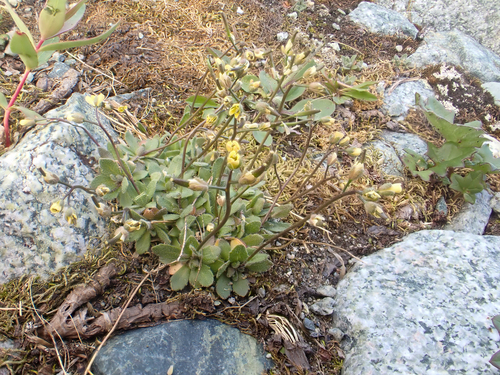 Draba stenoloba observed 2020-08-29