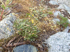 Draba stenoloba
