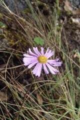 Brachyscome petrophila