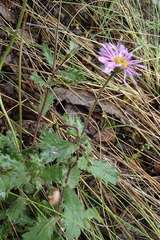 Brachyscome petrophila