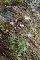 Brachyscome petrophila