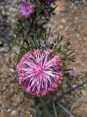 Isopogon dubius