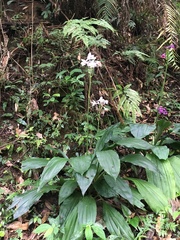 Calanthe dominyi