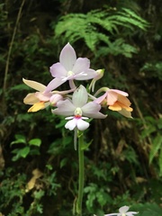 Calanthe dominyi