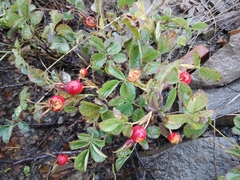 Rosa buschiana