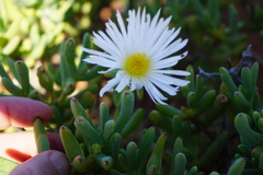 Lampranthus watermeyeri