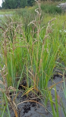 Poa eminens