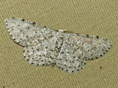 Colocleora proximaria