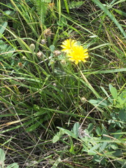 Scorzoneroides autumnalis