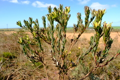 Leucadendron stelligerum