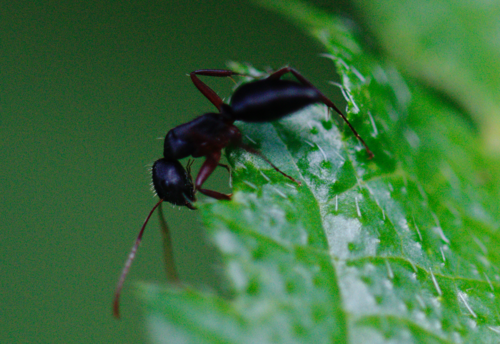 Camponotus capperiCamponotus capperi