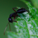 Camponotus capperi - Photo (c) amlsutton, some rights reserved (CC BY-NC)