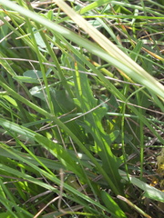 Scorzoneroides autumnalis