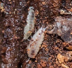 Styloniscus