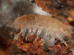 Styloniscus