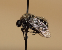 Acroceridae