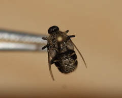 Acroceridae