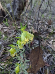 Pimelea suaveolens