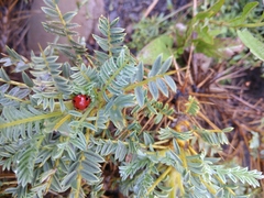 Astragalus denudatus