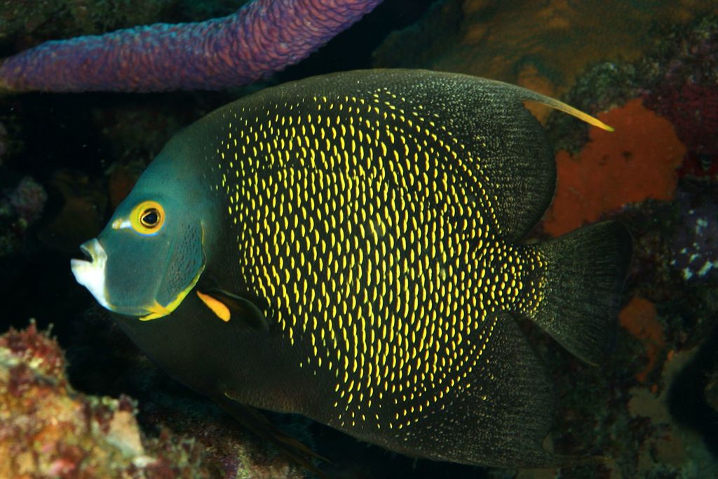 Photo of a French Angelfish