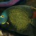 French Angelfish - Photo (c) LASZLO ILYES, some rights reserved (CC BY)