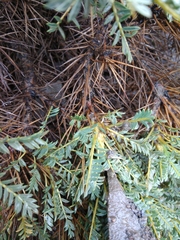 Astragalus denudatus