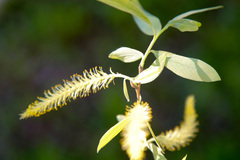Salix