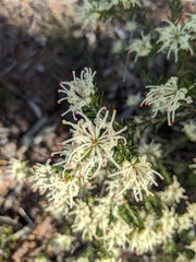 Grevillea pilulifera