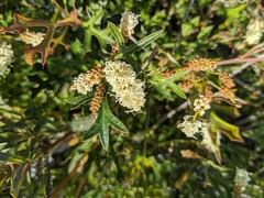 Grevillea synapheae