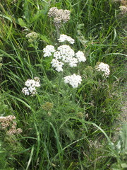 Achillea millefolium