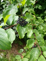 Cornus sanguinea
