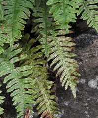 Polypodium × incognitum