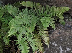 Polypodium × incognitum