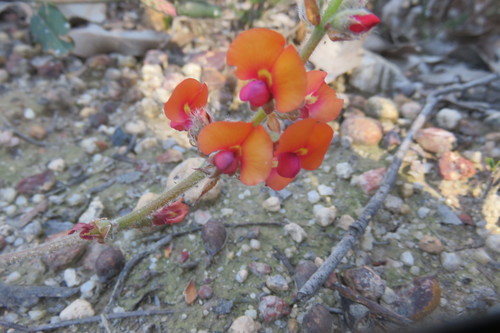 Gastrolobium villosum Benth.