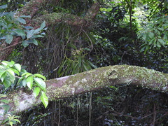 Acampe