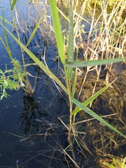 Panicum hemitomon