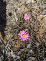 Rhodanthe chlorocephala