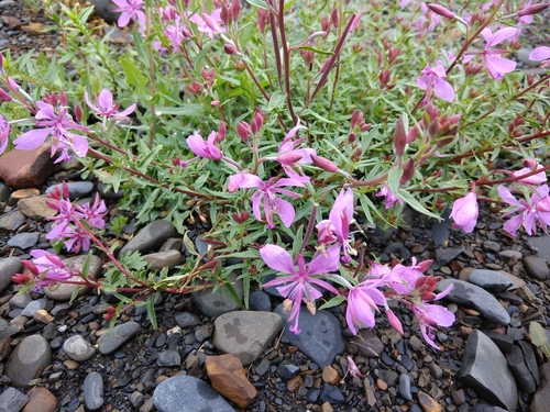 Chamaenerion colchicum