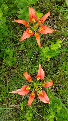 Lilium image