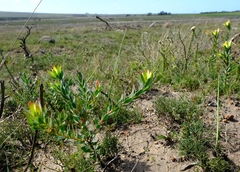 Leucadendron stelligerum