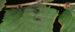 Pristomyrmex punctatus