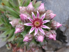 Sempervivum caucasicum
