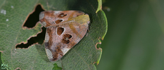 Ricania speculum