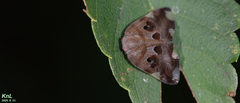 Ricania speculum