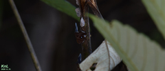 Ricania speculum