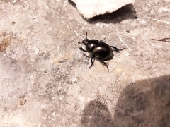 Trypocopris vernalis