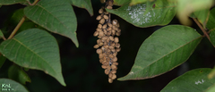 Mallotus paniculatus