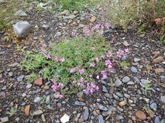 Chamaenerion colchicum